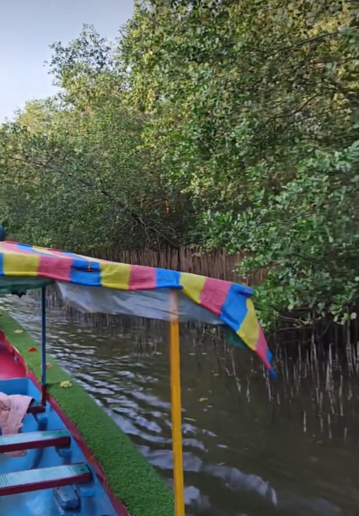 mangrove forest