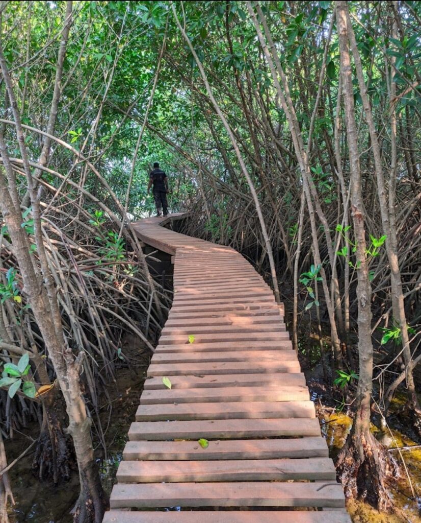 Honavar Mangrove Boardwalk