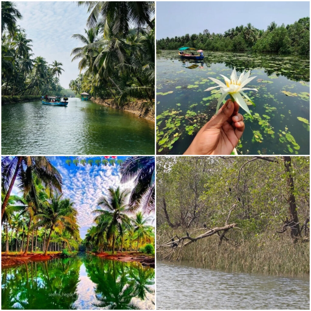 kerala spot,Lotus View point,madhuvana,mangrove